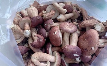 Nấm tràm có lợi gì cho sức khỏe? Bác sĩ lưu ý nhóm người cần hạn chế