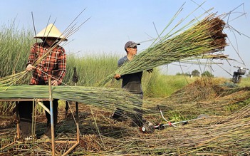 Loại cỏ chỉ ưa nước phèn, nước mặn: Đã có thời thương lái giành nhau mua