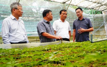 THACO bắt tay Đà Nẵng phát triển vùng sâm Ngọc Linh 8.000 ha