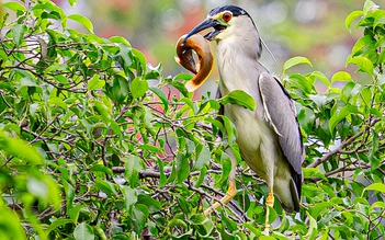 Vì sao nhiều loài chim hoang dã quy tụ về khu vực hồ Gươm?