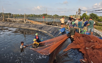 Nuôi tôm công nghiệp và quảng canh ở Cà Mau: Nhiều thành công cũng lắm rủi ro