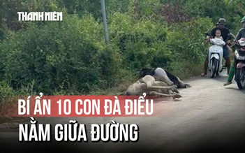 Người dân bất ngờ thấy chim đà điểu gục chết tại Tây Ninh