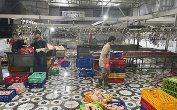 TP.HCM: 'Đột kích' lò giết mổ không phép lúc rạng sáng, buộc tiêu hủy gần 1 tấn gà
