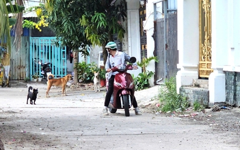 Nhận hơn 55 đơn phản ánh 'nỗi khiếp sợ', lực lượng chức năng vây bắt chó thả rông