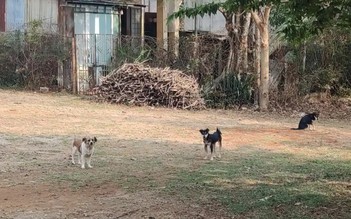 Trách nhiệm người nuôi chó