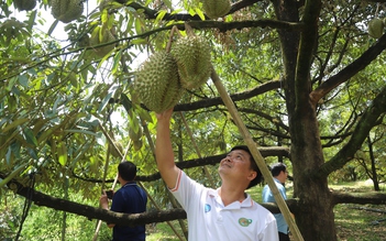 Thiếu phòng kiểm nghiệm, xuất khẩu sầu riêng lại đối mặt nguy cơ ách tắc