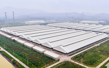 Thịt bò tươi ủ mát Niku-Ichi: Khi chuẩn mực chăn nuôi Nhật bén rễ trên đất Việt