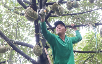 Thợ 'gõ' sầu riêng