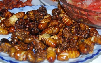 Ăn ve sầu, nhiều người dân miền núi Quảng Trị ngộ độc