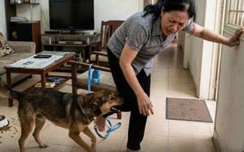 Chó dại lao vào nhà cắn người phụ nữ 6 vết sâu, Cà Mau xuất hiện ổ dịch mới