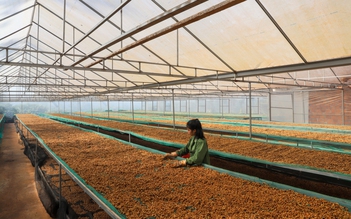 Thúc đẩy tăng trưởng xuất khẩu nông lâm sản như thế nào?