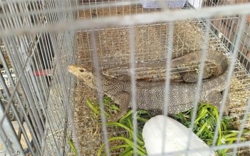 Người dân TP.HCM tự nguyện giao nộp 4 cá thể động vật hoang dã quý hiếm