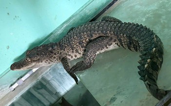 Cá sấu nặng 3 kg lạc vào nhà dân ở trung tâm thành phố Huế

