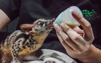 Bên trong khu cầy vằn sơ sinh quý hiếm: Vì sao cầy mẹ phải tách khỏi con?