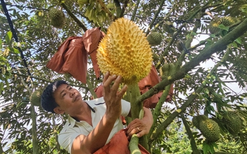 Bọc kín trái sầu riêng trên cây, nông dân Đồng Nai thu quả vàng óng lạ mắt