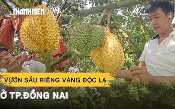 Chiêm ngưỡng vườn sầu riêng vàng độc lạ ở TP.Đồng Nai