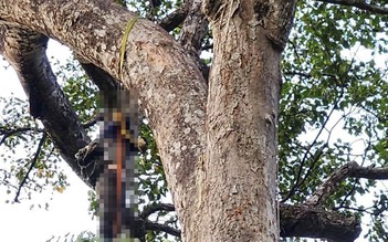 Đột quỵ, tử vong khi đang leo cây rừng cao 40 m để lấy mật ong