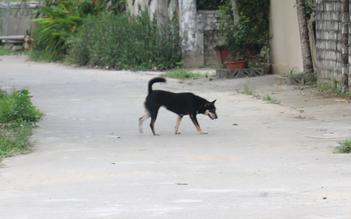 Tử vong do dùng thuốc nam chữa chó dại cắn