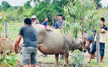 Dùng súng gây mê trâu cái húc 4 người nhập viện Dùng súng gây mê trâu cái húc 4 người nhập viện