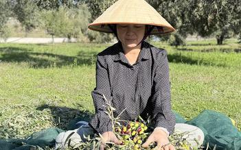 Vườn ô liu, nho của người Việt ở Hy Lạp: Không bón phân, phun thuốc