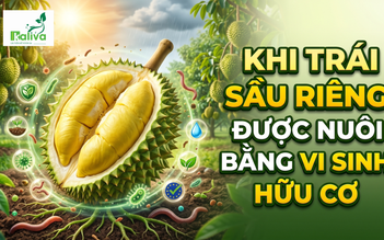 Cùng sống xanh số 151: Khẳng định chất lượng trái sầu riêng từ canh tác vi sinh