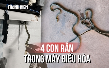 Chuyến đi sửa điện lạnh kinh hoàng: 4 con rắn trong máy điều hòa phòng ngủ