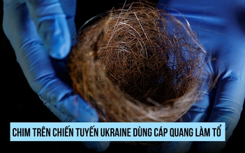 Thiên nhiên trên chiến tuyến: Khi chim dùng cáp quang làm tổ