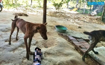 5 người ở TP.HCM tử vong do bệnh dại