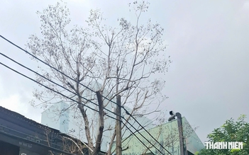 Cây chết khô