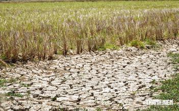 'Siêu El Nino' có thể gây ảnh hưởng 350.000 ha lúa đông xuân 2027 ở ĐBSCL