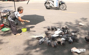 Hơn 10 năm gọi đàn bồ câu hoang là 'con', người phụ nữ thành 'mẹ' của đàn chim