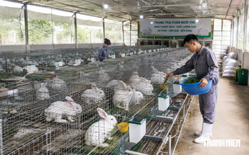 Người chăn nuôi thỏ kiến nghị được đối xử như chăn nuôi gà