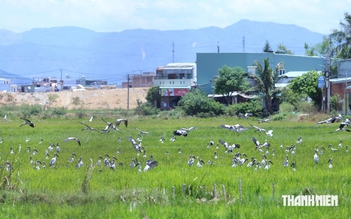 Lần đầu tiên, hàng trăm con cò nhạn quý hiếm xuất hiện ở Quy Nhơn Đông