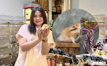 Cô gái ở TP.HCM nhân giống hamster 'khổng lồ', đưa thú cưng đi thi quốc tế