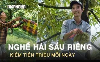 Leo cây ‘hái tiền’: Nghề thu hoạch sầu riêng kiếm tiền triệu mỗi ngày ở Lâm Đồng