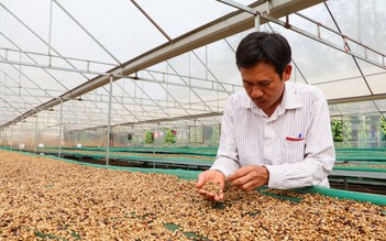 Giá cà phê tiếp tục lao dốc