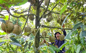 Cấp bách gỡ khó cho sầu riêng