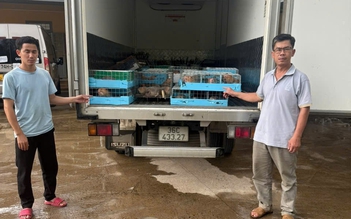 Dùng ô tô chở 105 cá thể dúi từ Lào về Việt Nam, một người bị khởi tố
