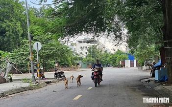 Chó thả rông khắp khu dân cư Cát Lái, có khi lao thẳng vào đầu xe người đi đường