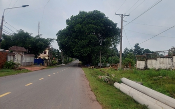 Tán cây ảnh hưởng giao thông