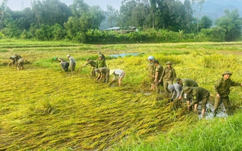 Lúa ngã rạp sau mưa lớn, cả xã xuống đồng lội bùn gặt lúa giúp dân