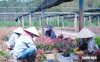 Thu gần 20 tỉ đồng mỗi năm nhờ làm vườn ươm