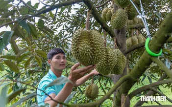 Giá sầu riêng bất ngờ tăng mạnh