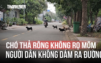 Chó thả rông bủa vây khu dân cư Cát Lái, người dân ngại ra đường tập thể dục