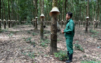 Từ người lính đến người giữ nghề cao su trên đất bạn