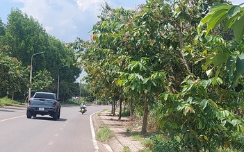 Cây xanh che khuất tầm nhìn