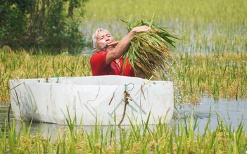Dầm mình trong nước vớt vát từng bông lúa sau mưa lũ