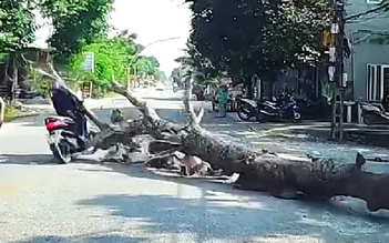 Thanh Hóa điều tra vụ chặt cây làm người đi xe máy tử vong