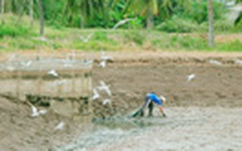 Nhạn biển "tấn công" vuông tôm