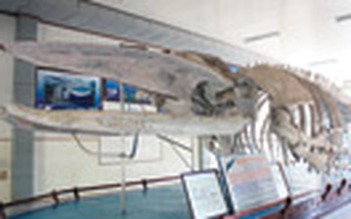 Đại dương trong bảo tàng